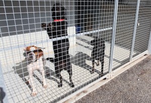 Chiens à l'intérieur de boxs.