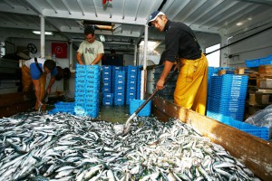 Tri de poissons à la criée