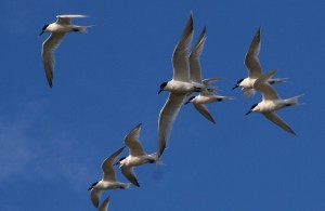 Sternes pré du baugé