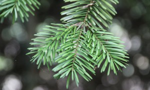 Branche de sapin