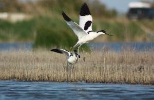 Avocette élégante