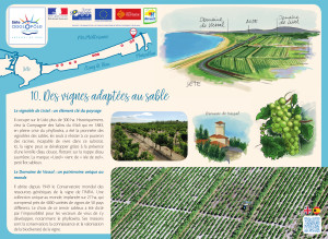 Lido : des vignes adaptées au sable