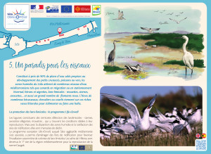 Lido : un paradis pour les oiseaux