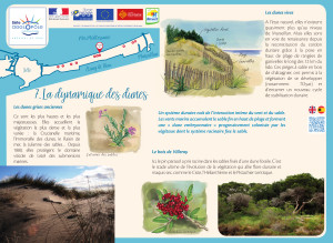 Lido : la dynamique des dunes