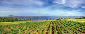 Vignes Photo Copyright ClaudeCruells